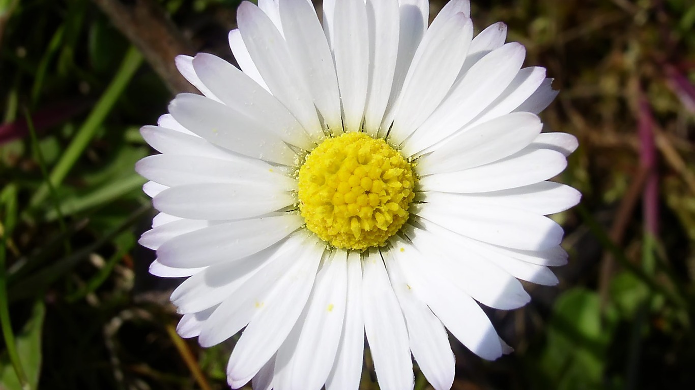 fleurs fond d'écran Widescreen close-up (15) #2 - 1366x768