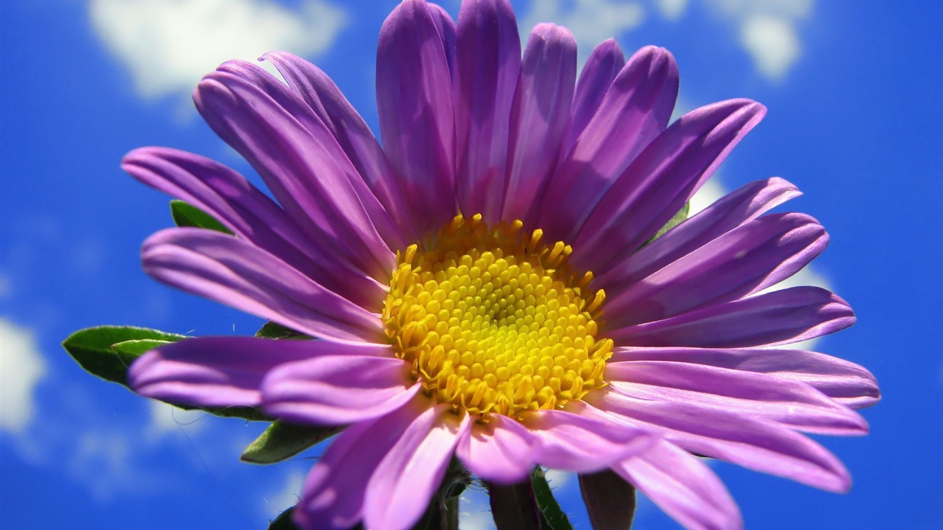 fleurs fond d'écran Widescreen close-up (15) #5 - 1366x768