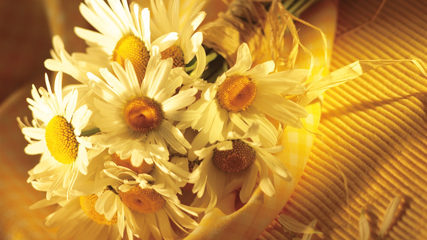 Widescreen wallpaper flowers close-up (15) #6 - 1366x768