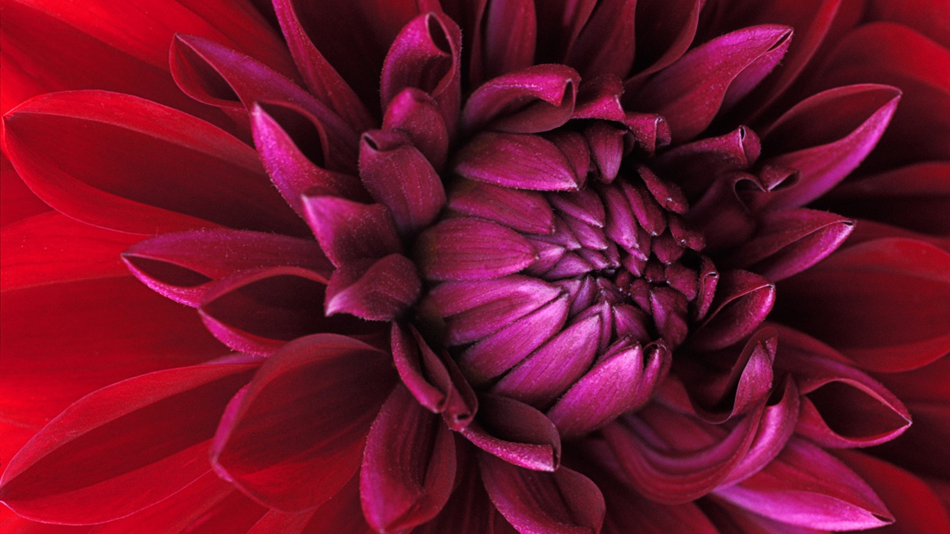 fleurs fond d'écran Widescreen close-up (15) #7 - 1366x768