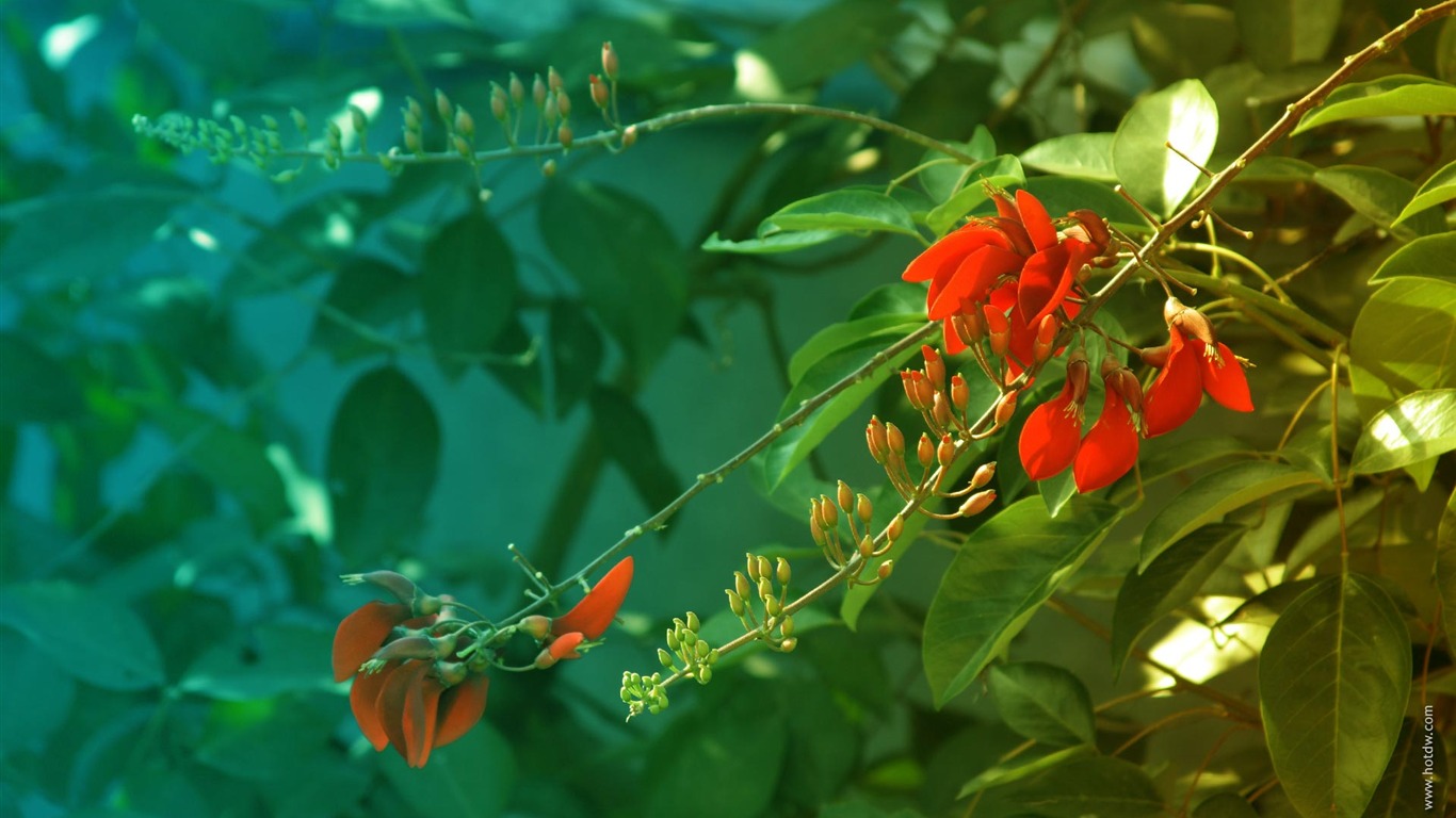 fleurs fond d'écran Widescreen close-up (15) #9 - 1366x768