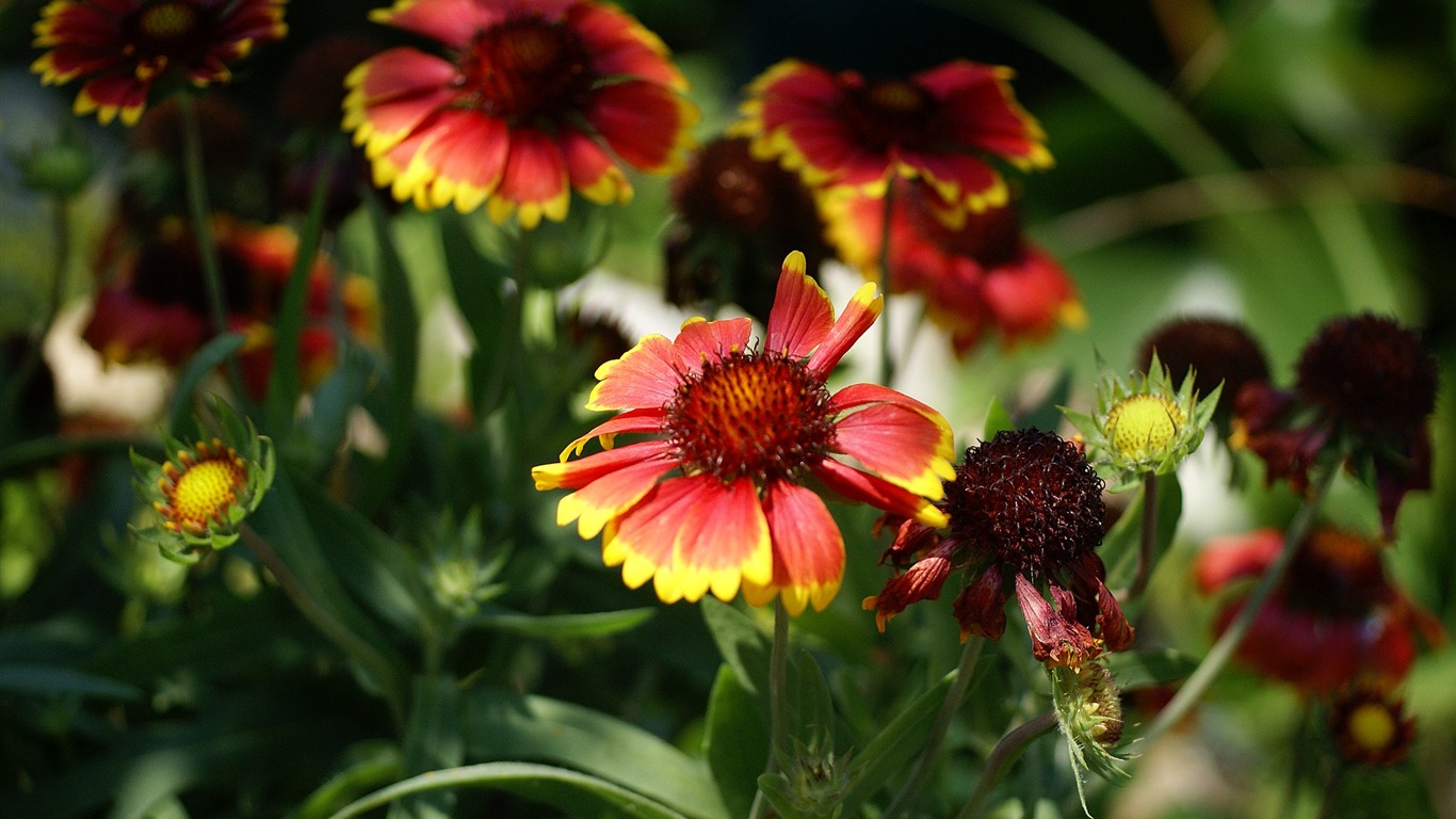 fleurs fond d'écran Widescreen close-up (15) #10 - 1366x768