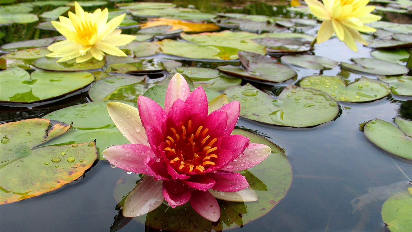 宽屏鲜花特写 壁纸(15)11 - 1366x768