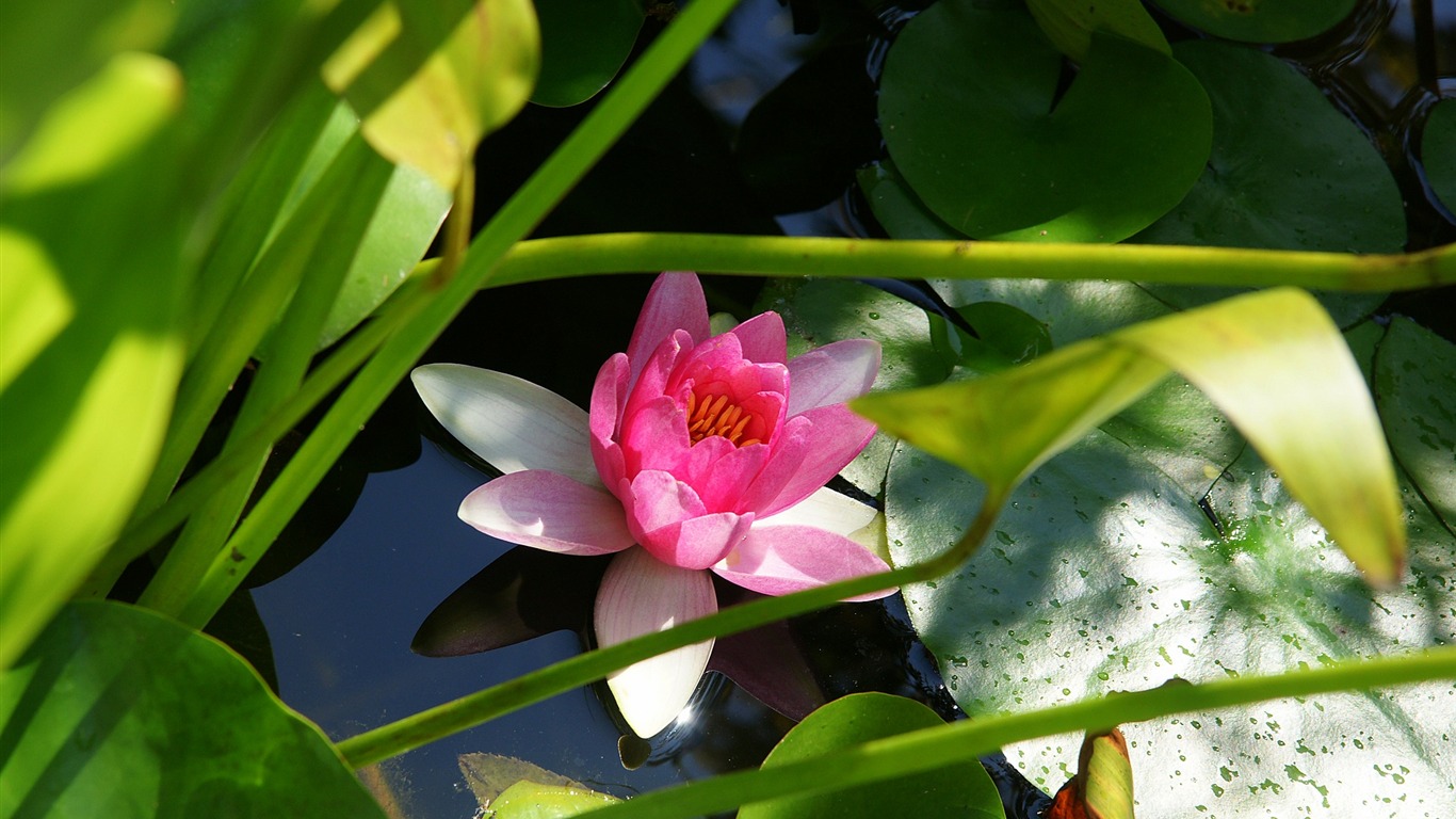 宽屏鲜花特写 壁纸(15)13 - 1366x768