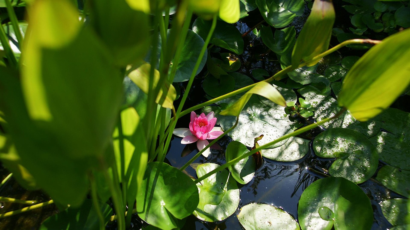 Widescreen wallpaper flowers close-up (15) #14 - 1366x768