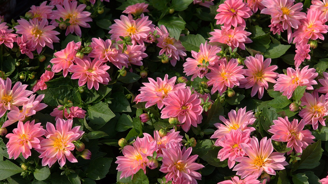 fleurs fond d'écran Widescreen close-up (15) #17 - 1366x768