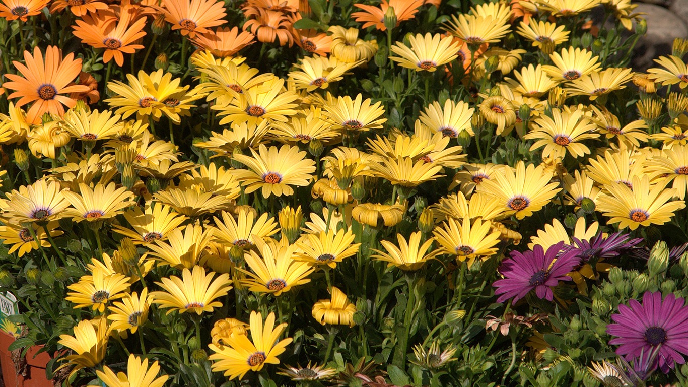 Widescreen wallpaper flowers close-up (15) #20 - 1366x768