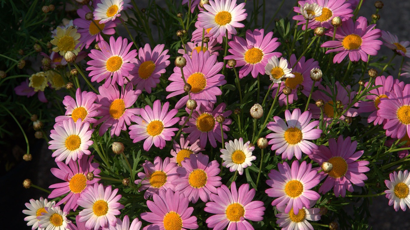 Widescreen wallpaper flowers close-up (16) #2 - 1366x768