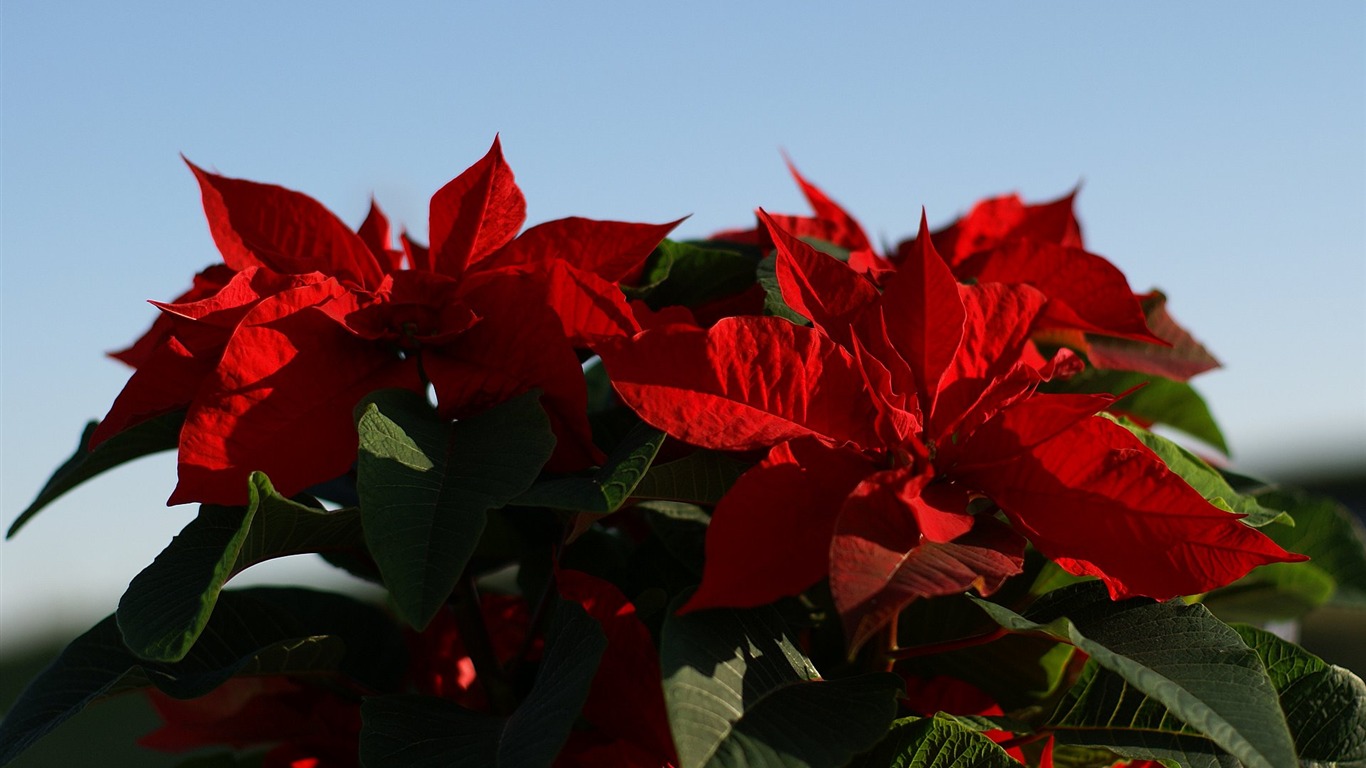 Widescreen wallpaper flowers close-up (16) #3 - 1366x768