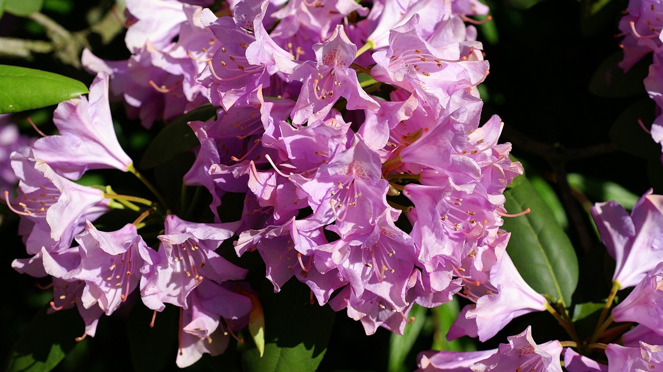 宽屏鲜花特写 壁纸(16)5 - 1366x768