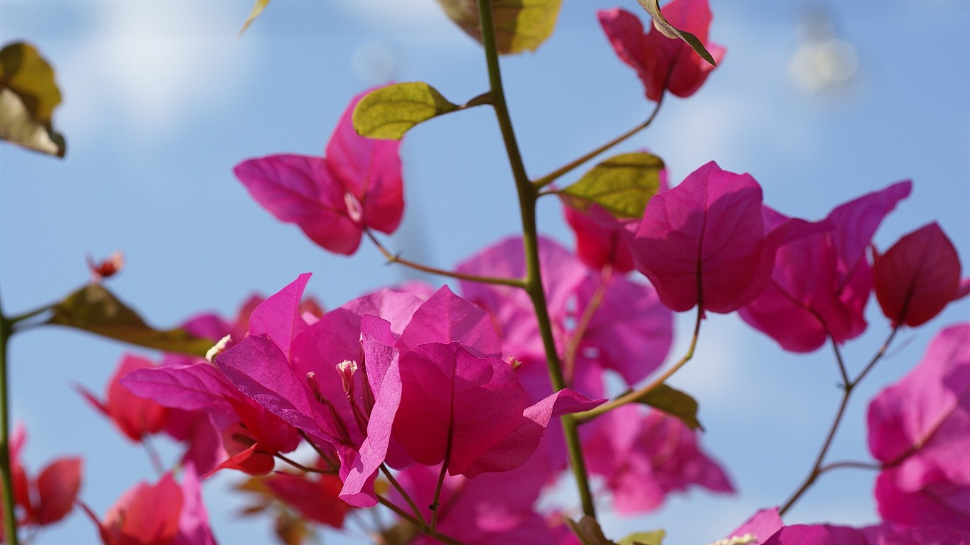 Widescreen wallpaper flowers close-up (16) #7 - 1366x768