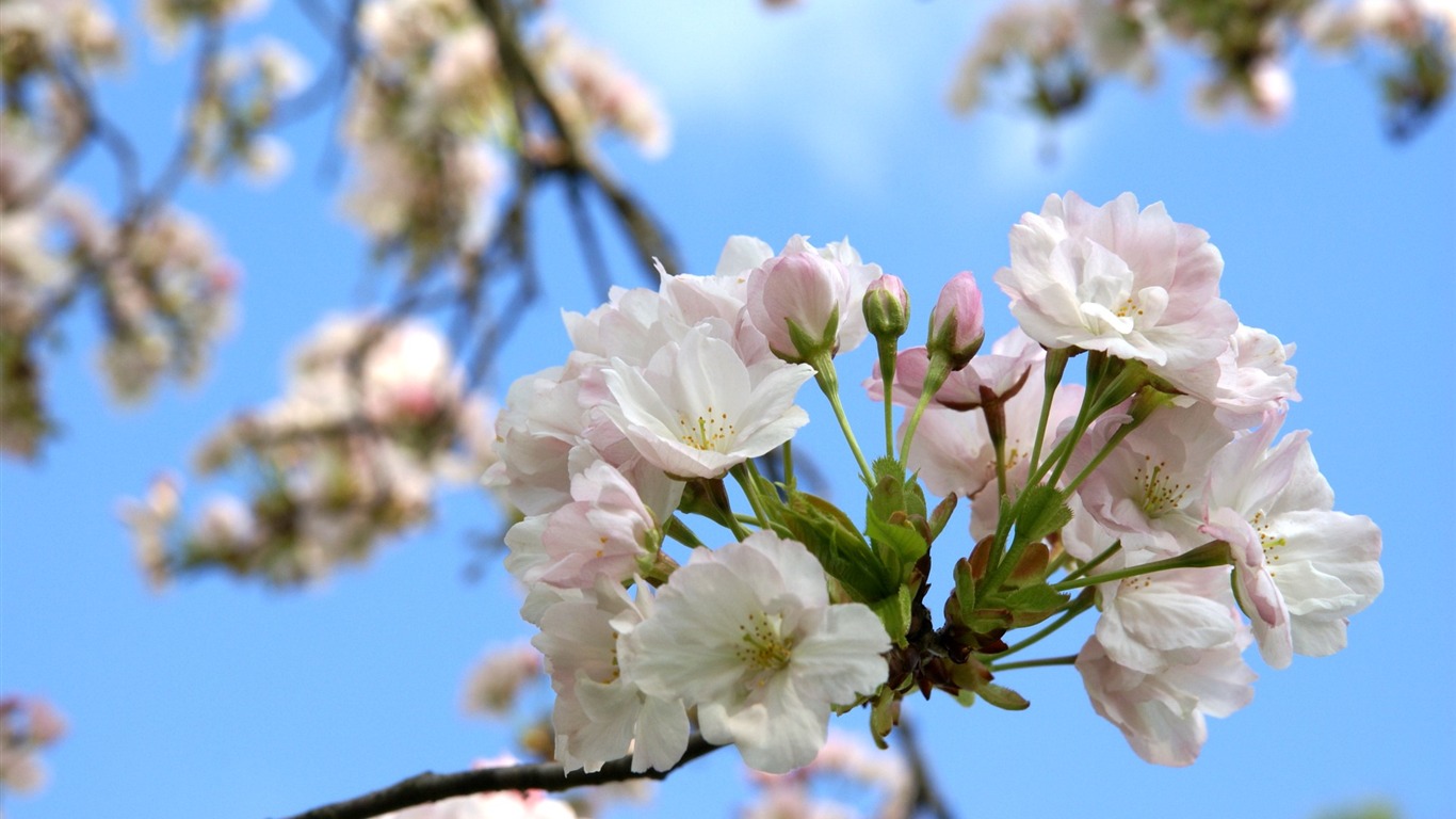 宽屏鲜花特写 壁纸(16)8 - 1366x768