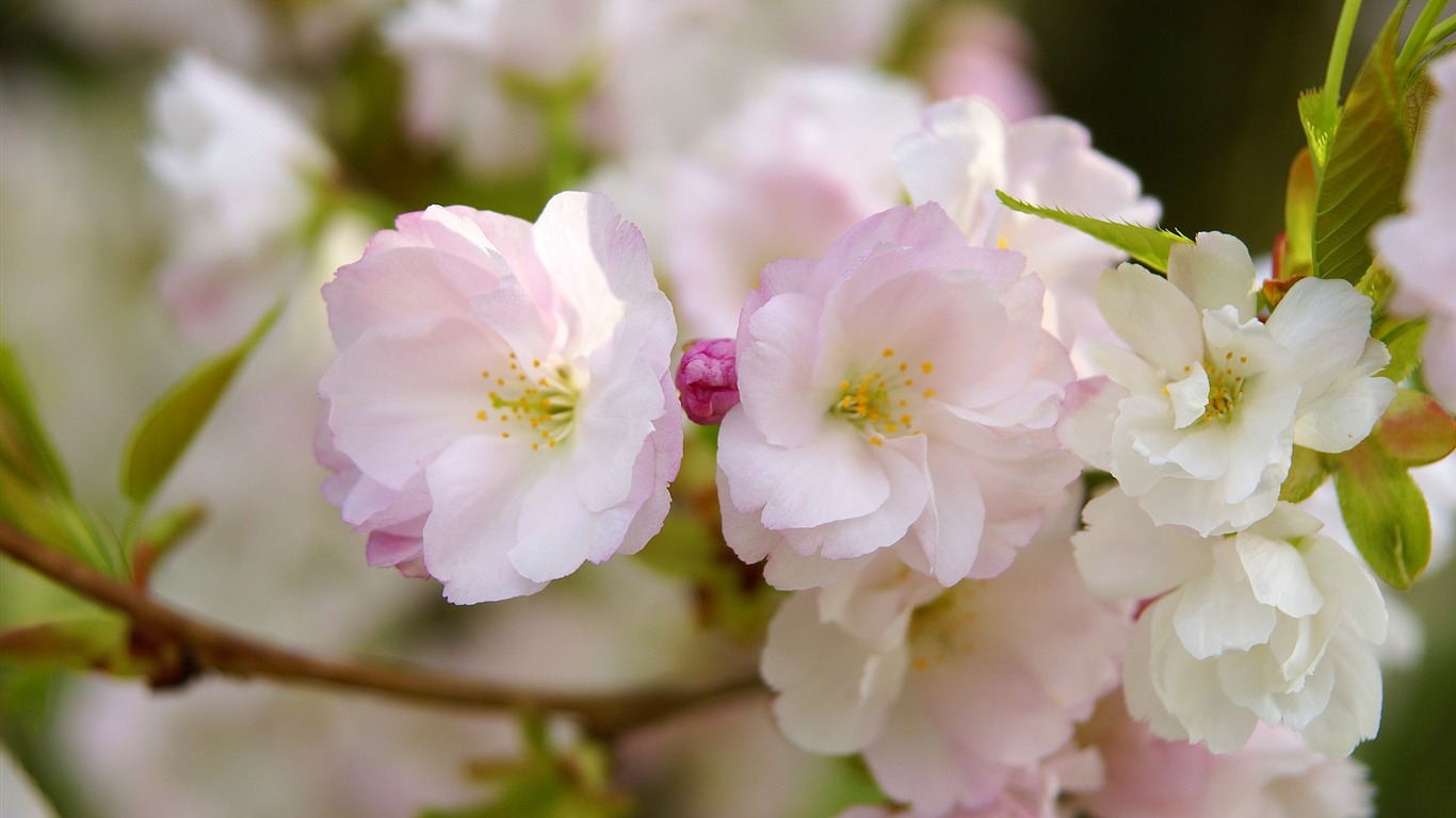 宽屏鲜花特写 壁纸(16)9 - 1366x768