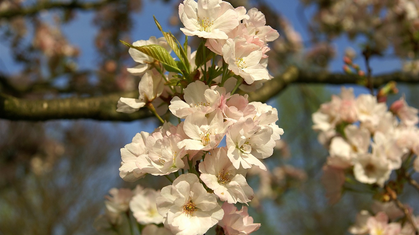 Widescreen wallpaper flowers close-up (16) #10 - 1366x768