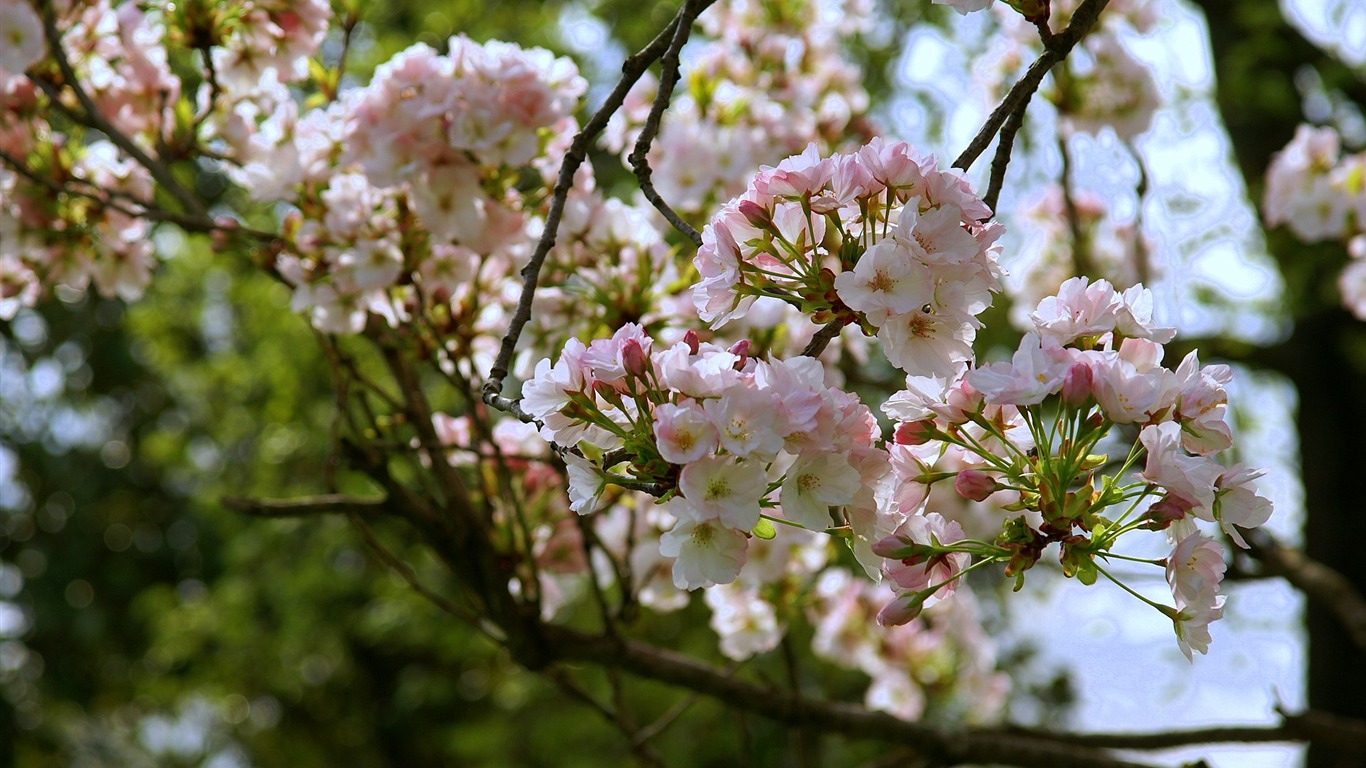 宽屏鲜花特写 壁纸(16)12 - 1366x768