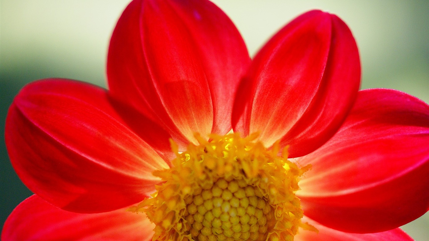 fleurs fond d'écran Widescreen close-up (16) #13 - 1366x768