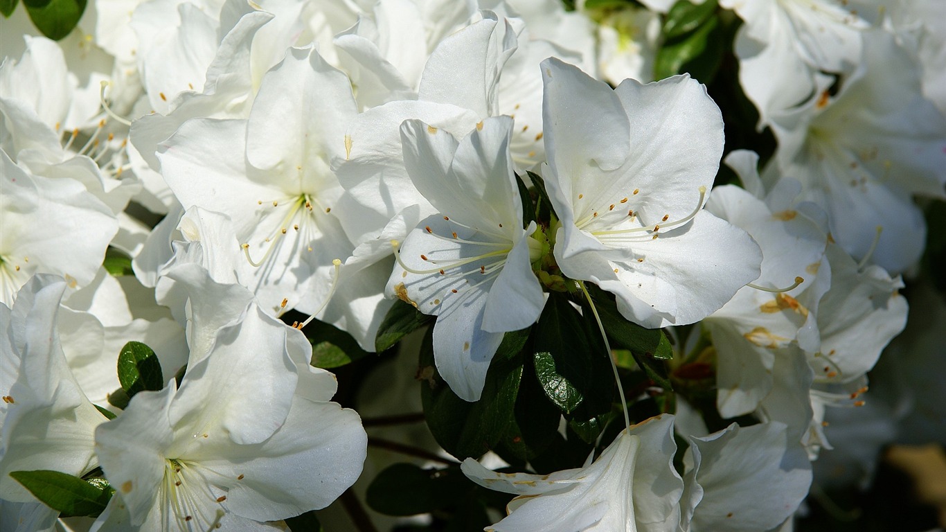 宽屏鲜花特写 壁纸(16)14 - 1366x768