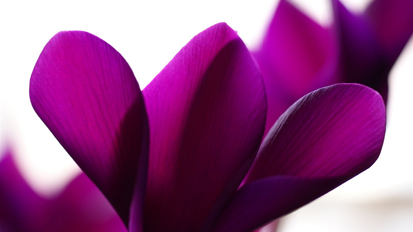 Widescreen wallpaper flowers close-up (16) #15 - 1366x768