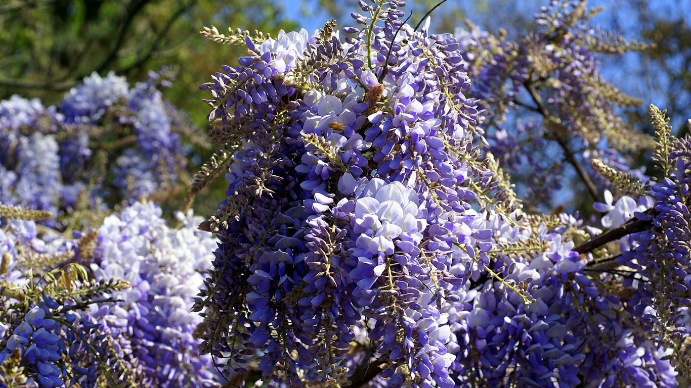 宽屏鲜花特写 壁纸(16)16 - 1366x768