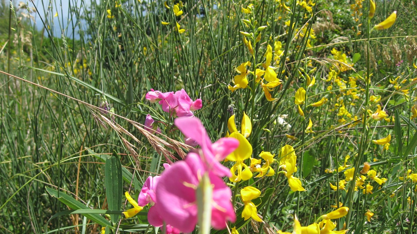 Widescreen wallpaper flowers close-up (17) #4 - 1366x768