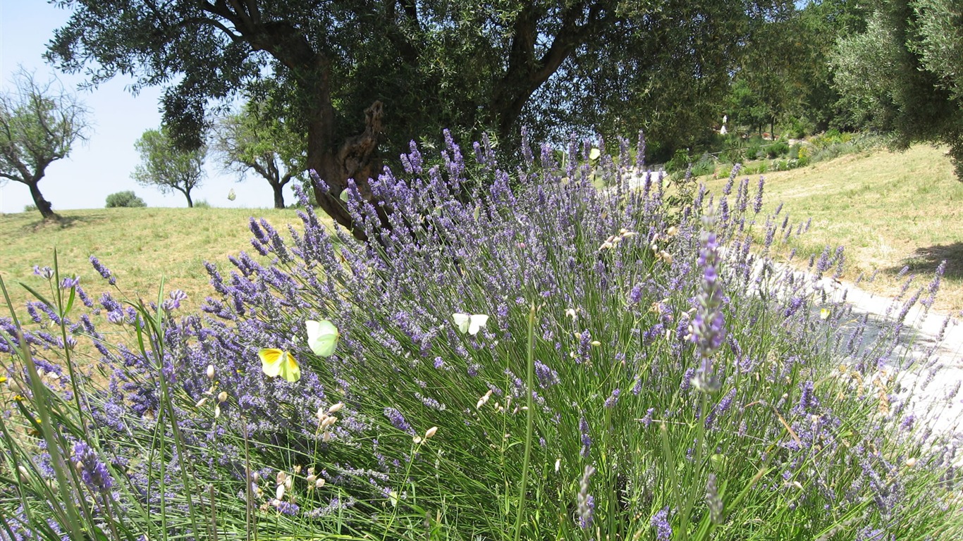 Widescreen wallpaper flowers close-up (17) #5 - 1366x768