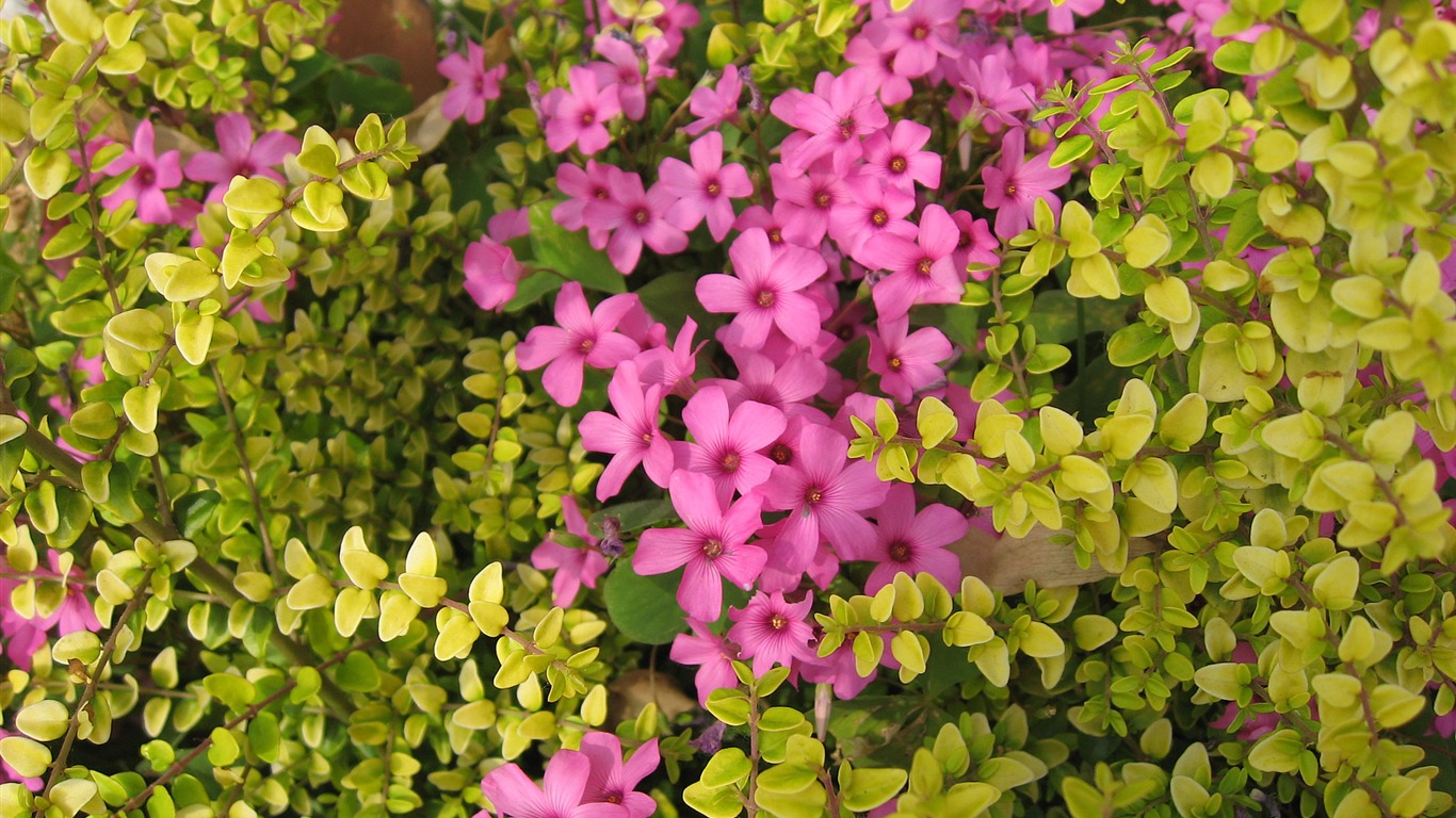 寬屏鮮花特寫 壁紙(17) #6 - 1366x768