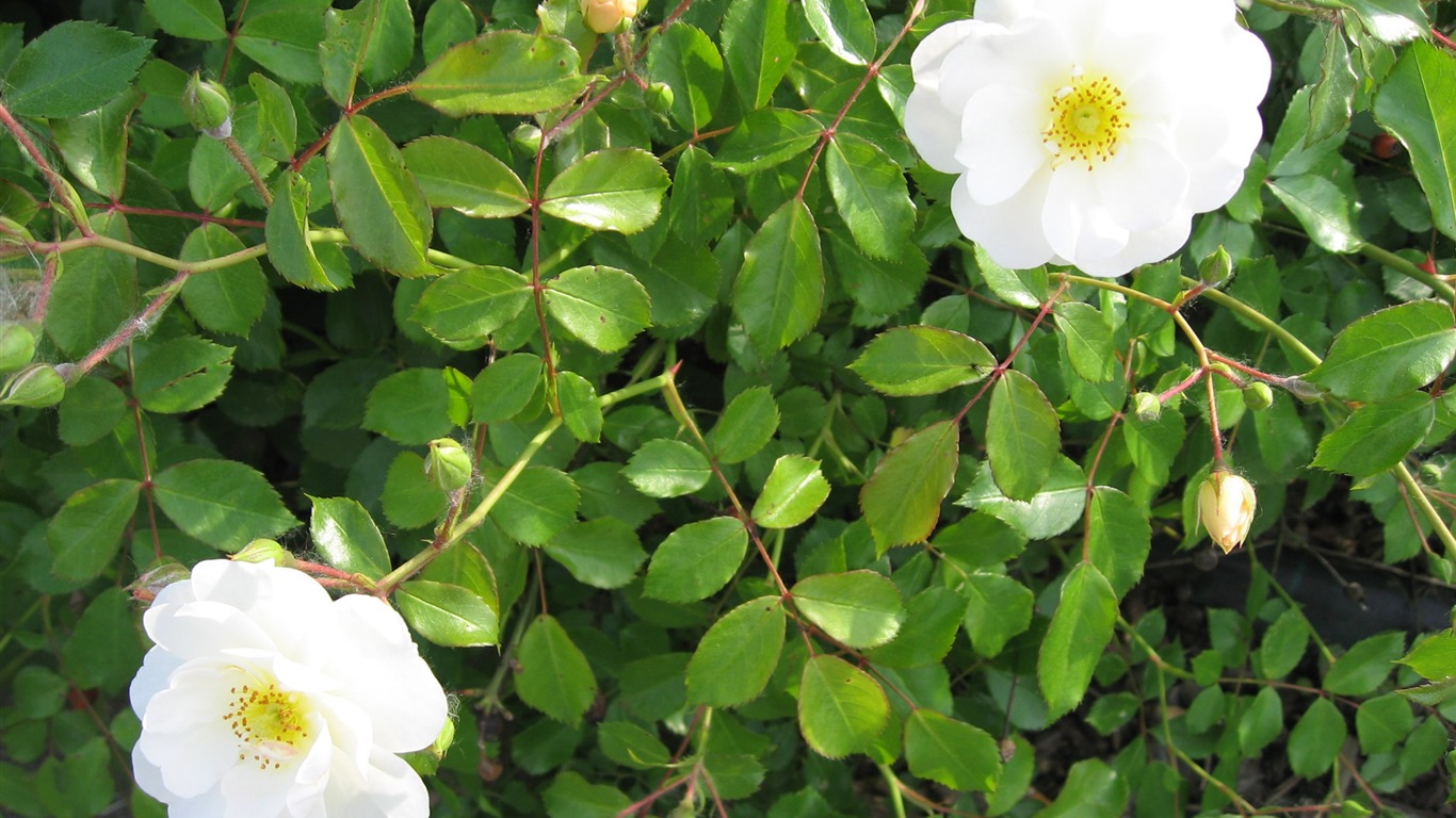 fleurs fond d'écran Widescreen close-up (17) #11 - 1366x768