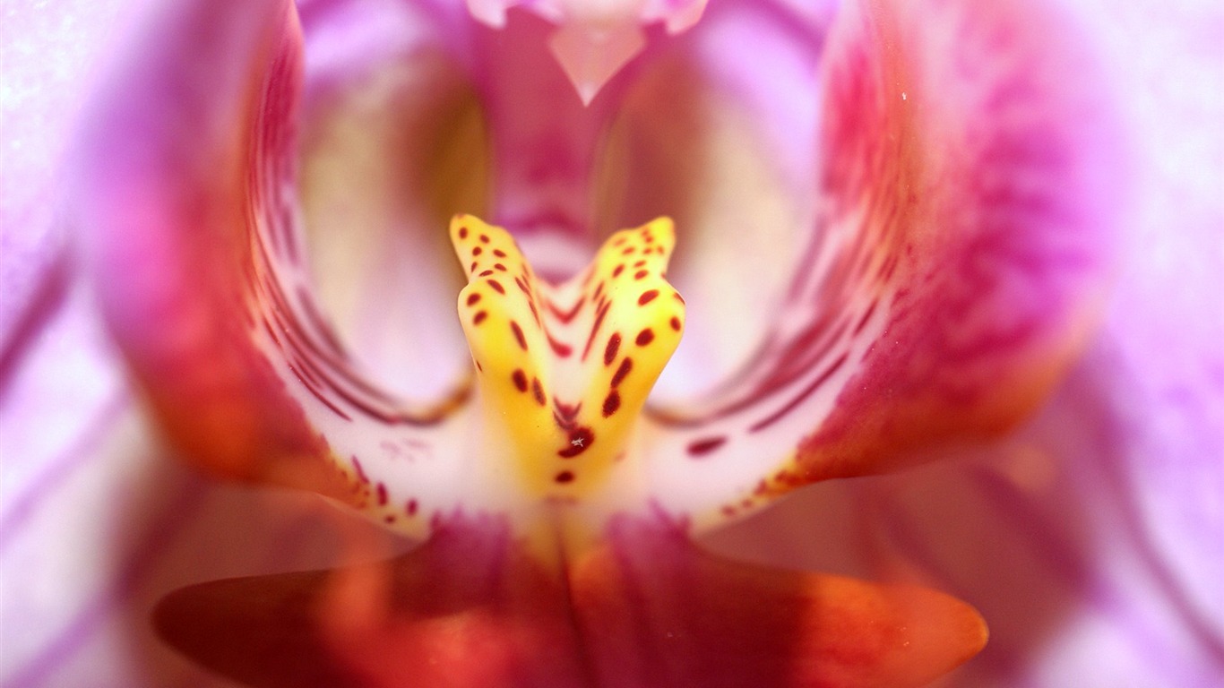 Widescreen wallpaper flowers close-up (18) #5 - 1366x768