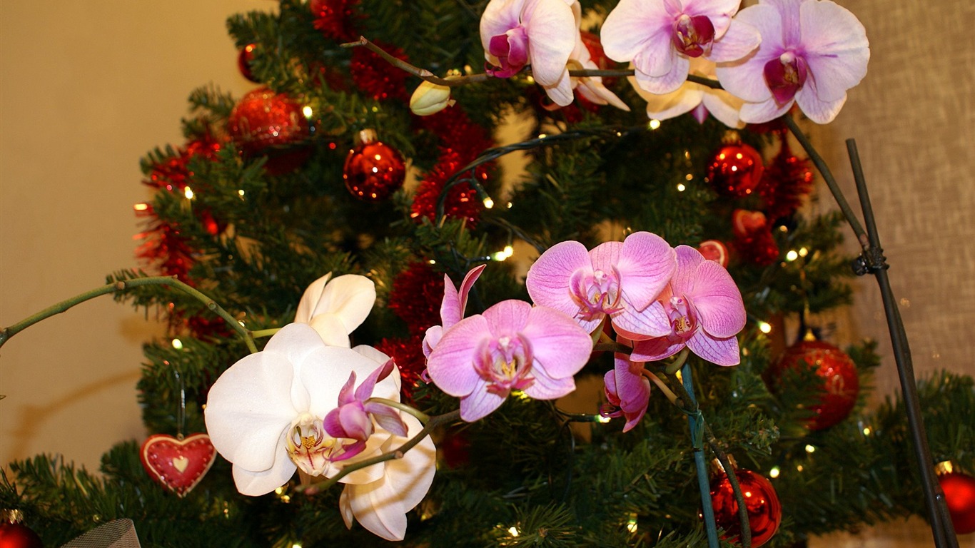 Widescreen wallpaper flowers close-up (18) #12 - 1366x768