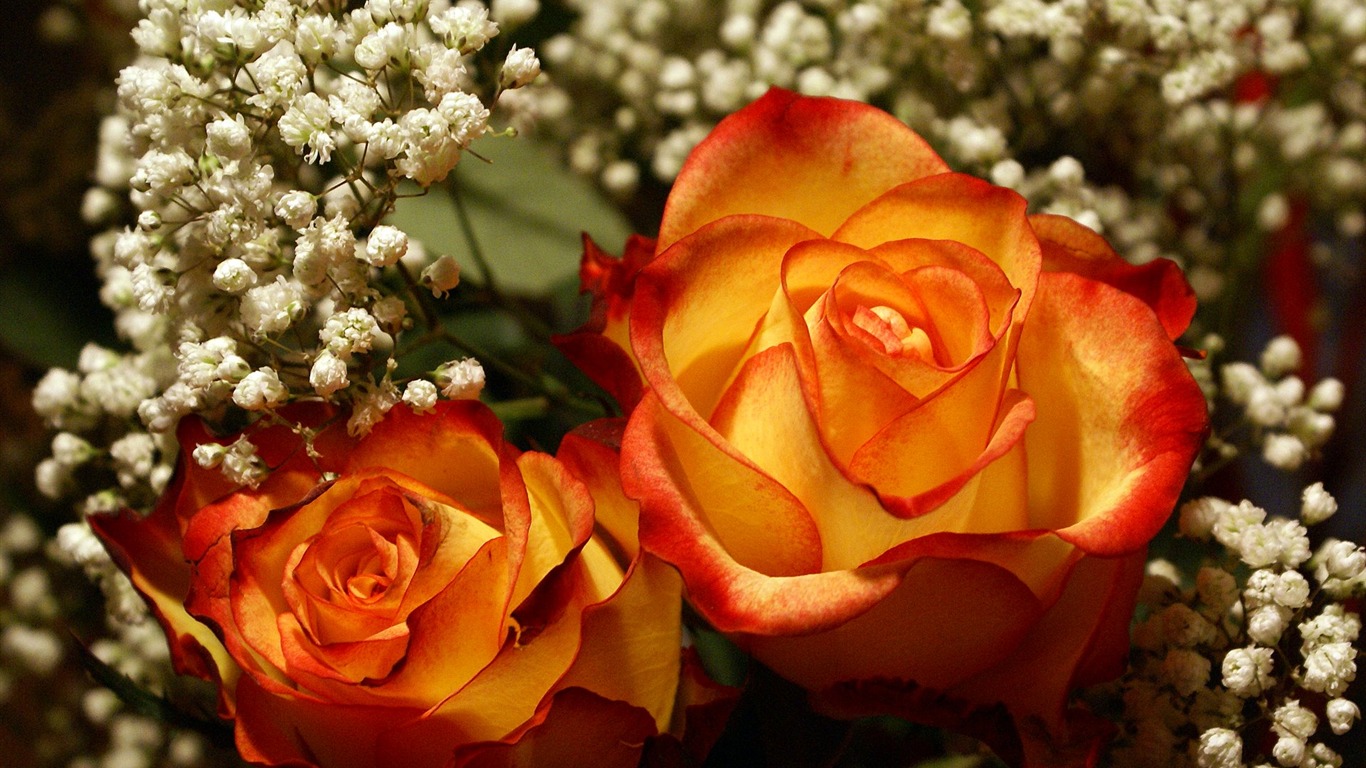 Widescreen wallpaper flowers close-up (18) #14 - 1366x768