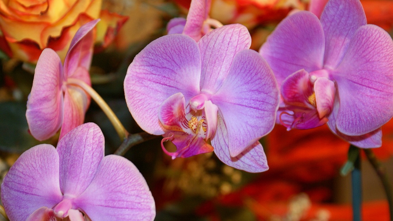 Widescreen wallpaper flowers close-up (18) #16 - 1366x768