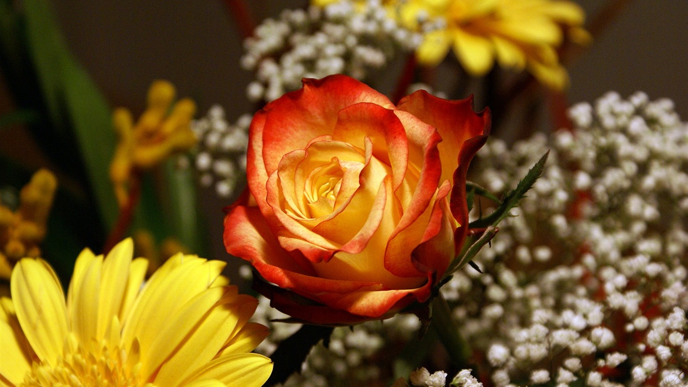 Widescreen wallpaper flowers close-up (18) #18 - 1366x768