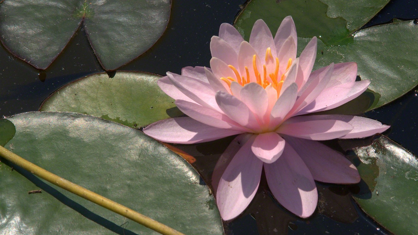 Water Lily 睡蓮 高清壁紙 #2 - 1366x768