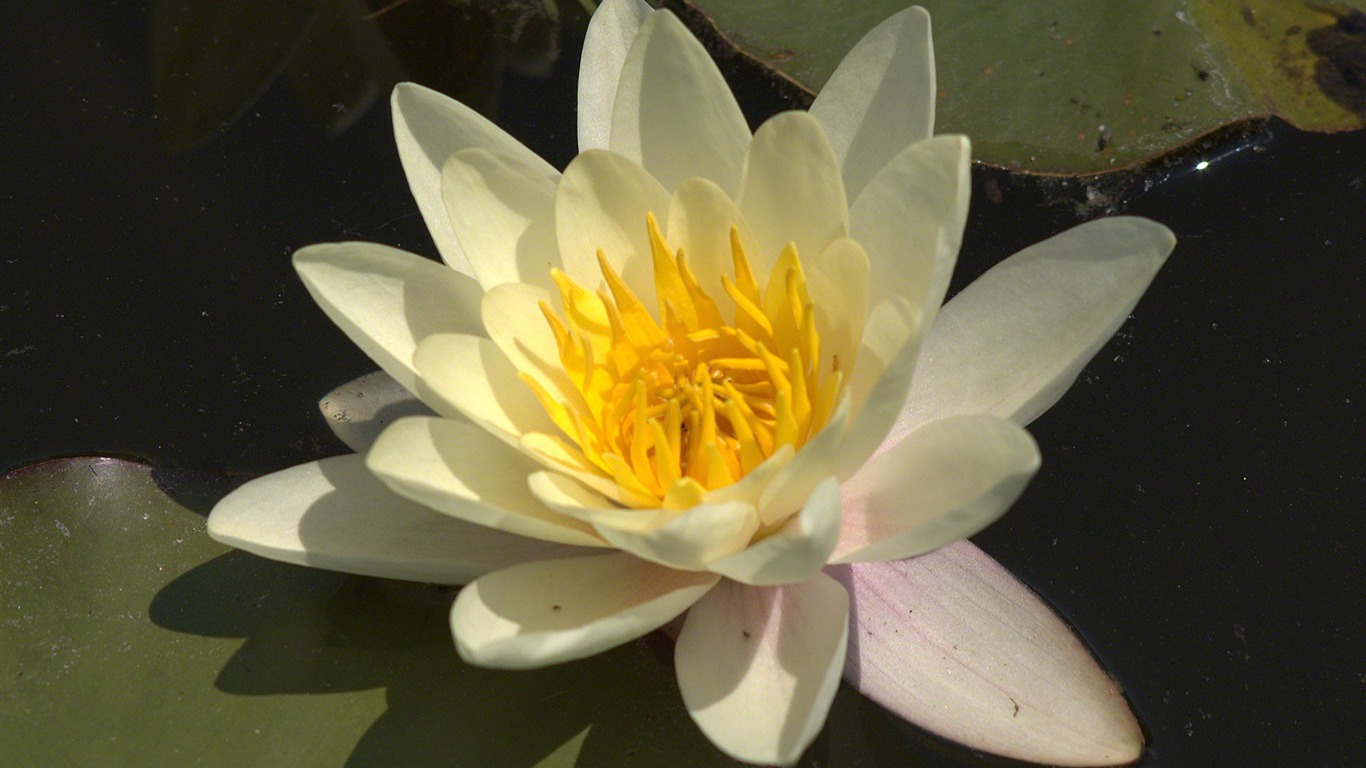 Water Lily 睡蓮 高清壁紙 #3 - 1366x768
