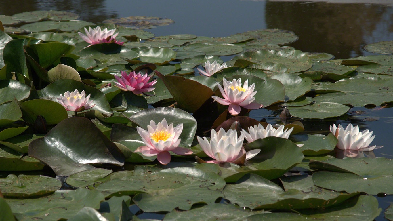 Water Lily 睡蓮 高清壁紙 #7 - 1366x768