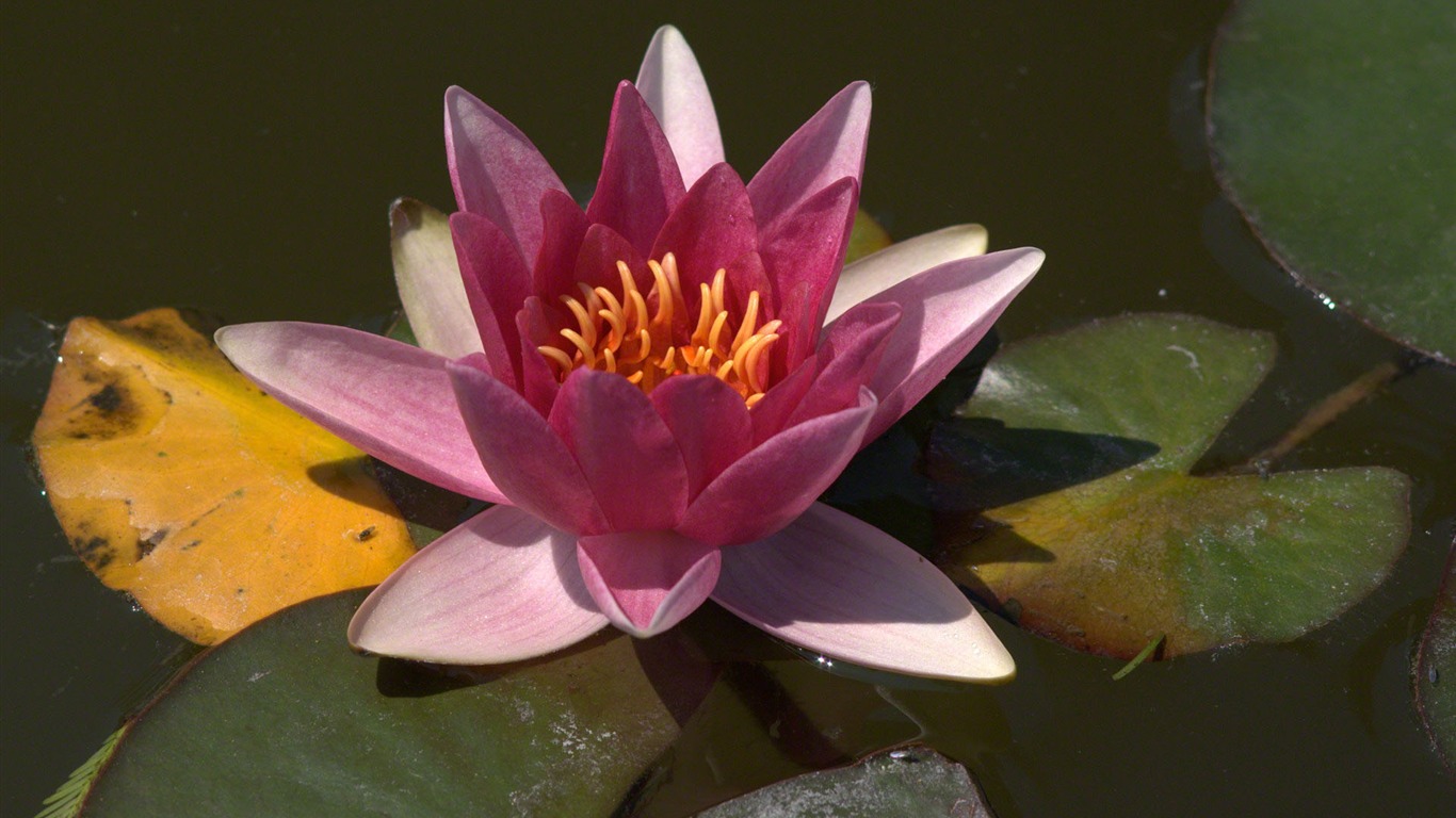 Water Lily 睡蓮 高清壁紙 #9 - 1366x768