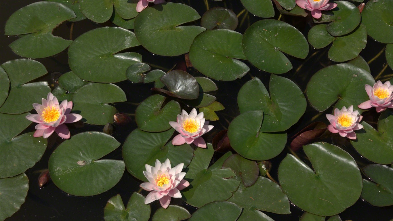 Water Lily 睡蓮 高清壁紙 #10 - 1366x768