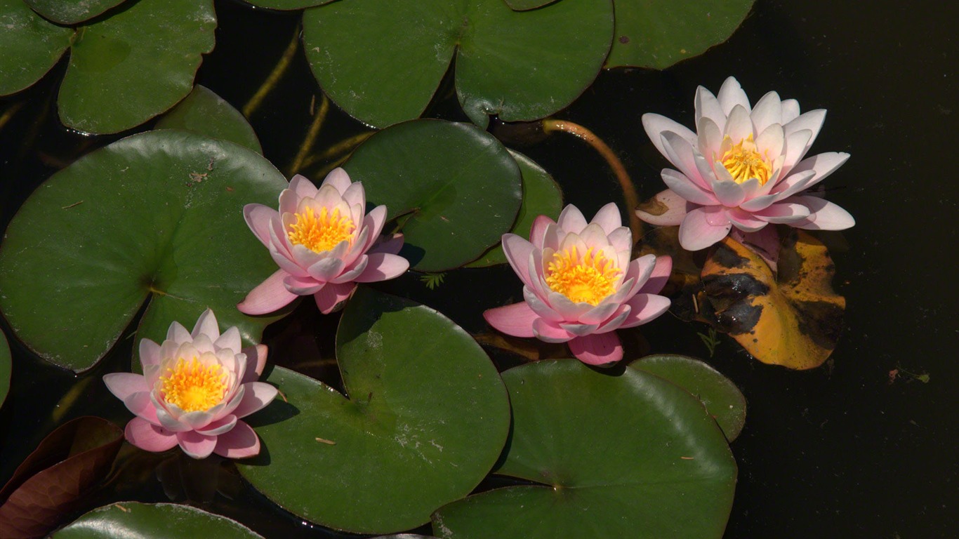 Water Lily 睡蓮 高清壁紙 #11 - 1366x768