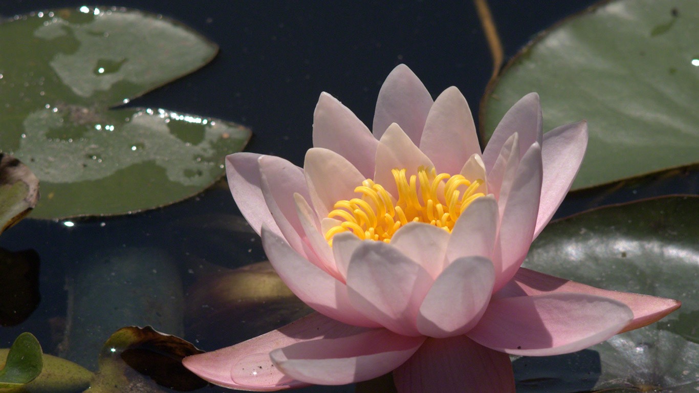 Water Lily wallpaper HD #12 - 1366x768