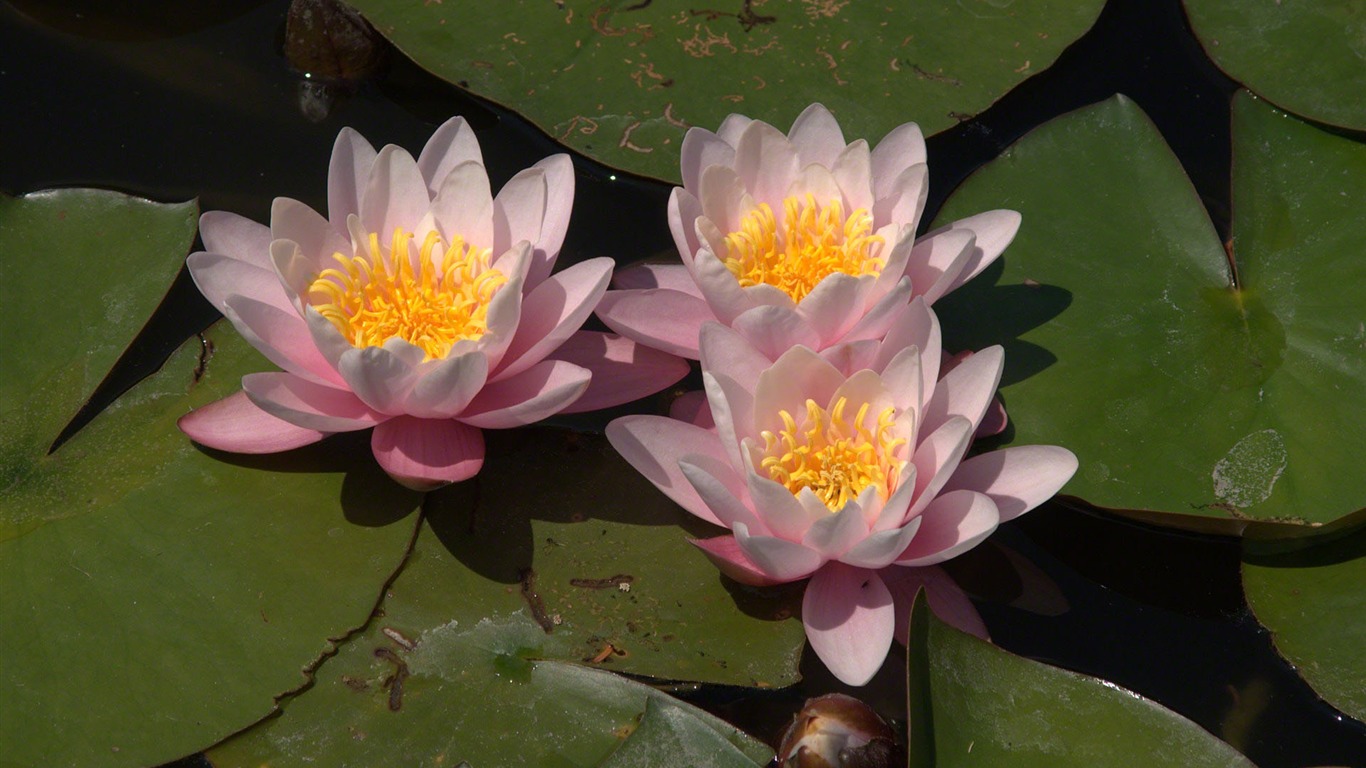 Water Lily 睡蓮 高清壁紙 #14 - 1366x768