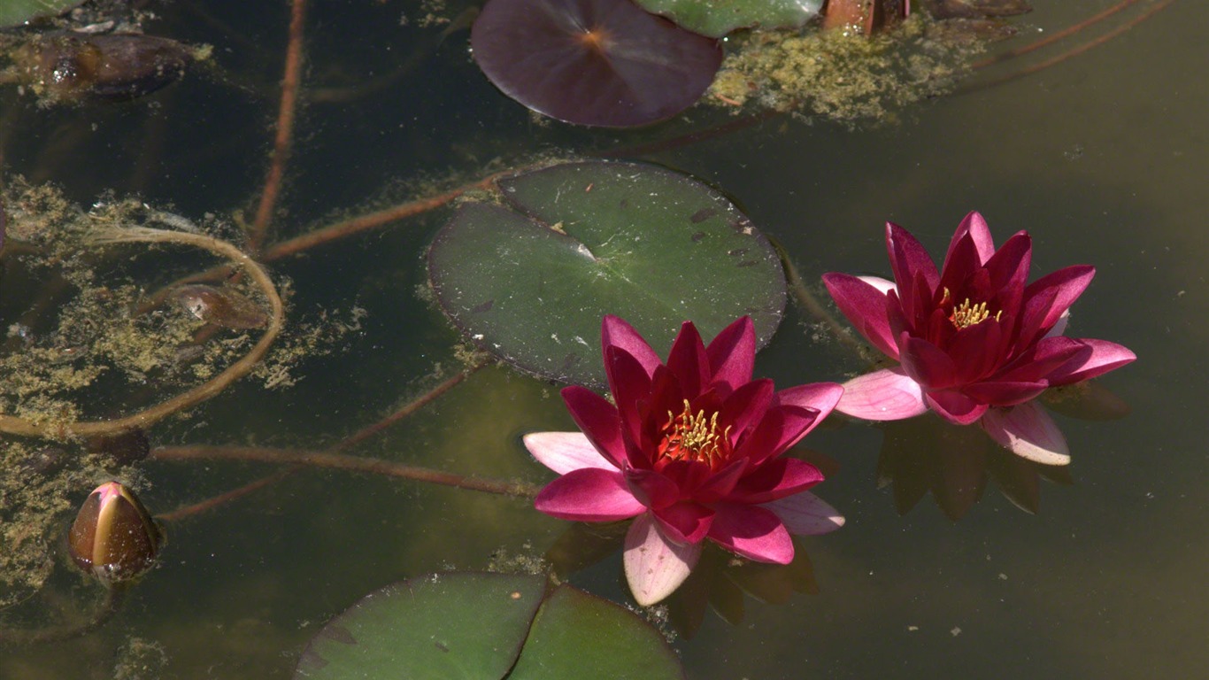 Water Lily 睡蓮 高清壁紙 #16 - 1366x768