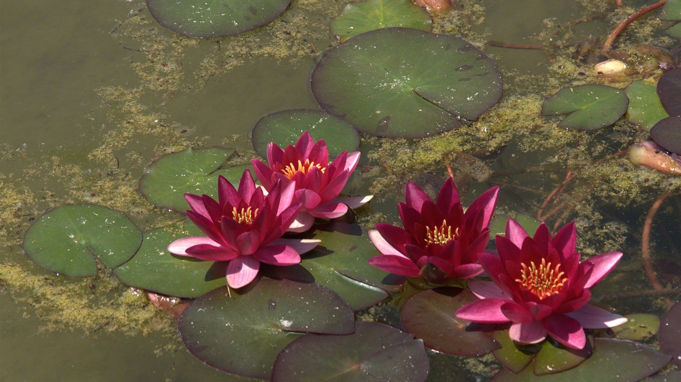 Water Lily 睡蓮 高清壁紙 #17 - 1366x768