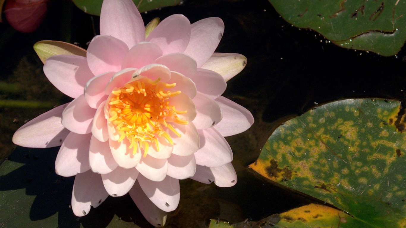 Water Lily 睡蓮 高清壁紙 #18 - 1366x768
