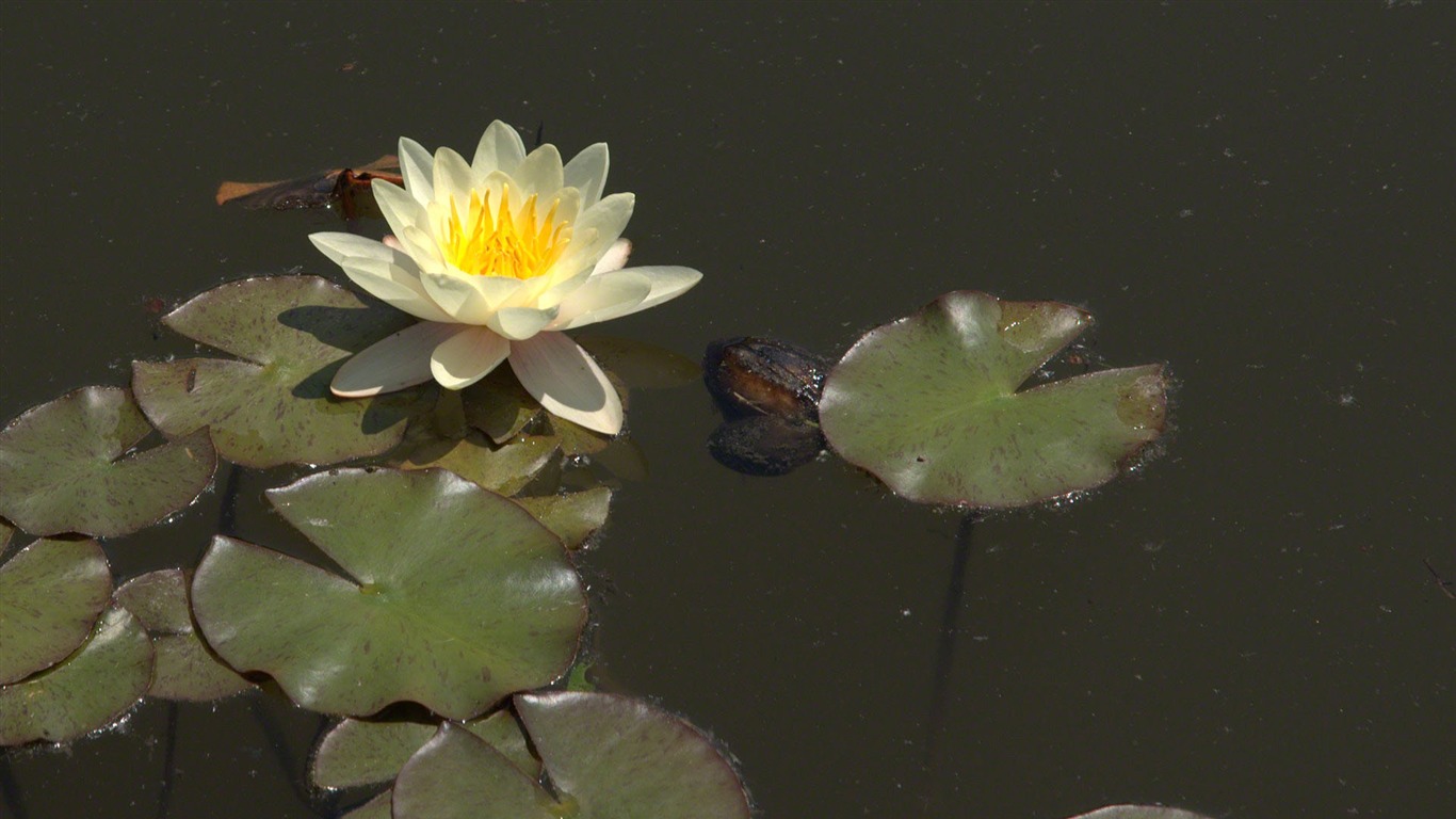 Water Lily 睡蓮 高清壁紙 #19 - 1366x768