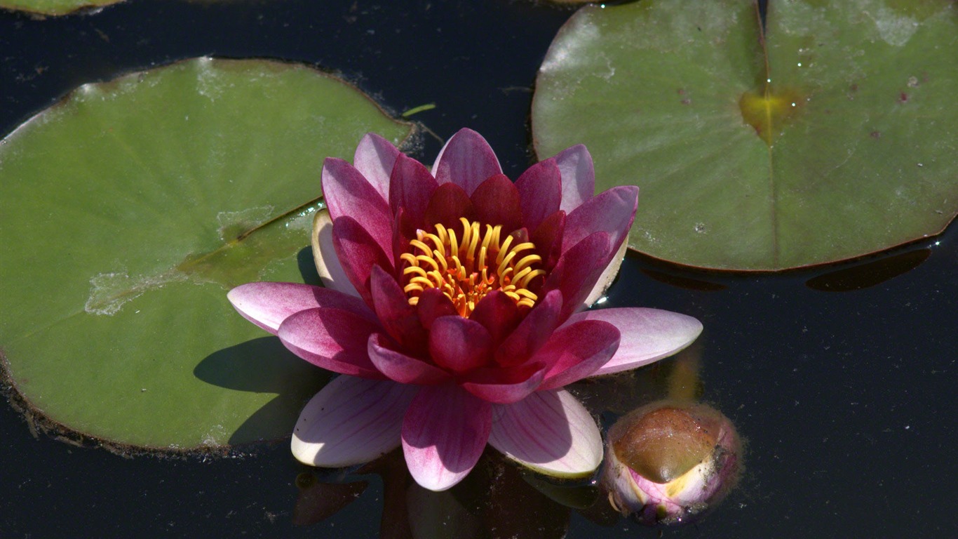 Water Lily 睡蓮 高清壁紙 #20 - 1366x768