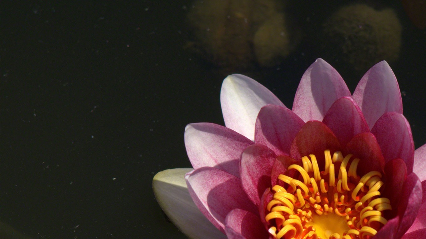 Water Lily 睡蓮 高清壁紙 #21 - 1366x768