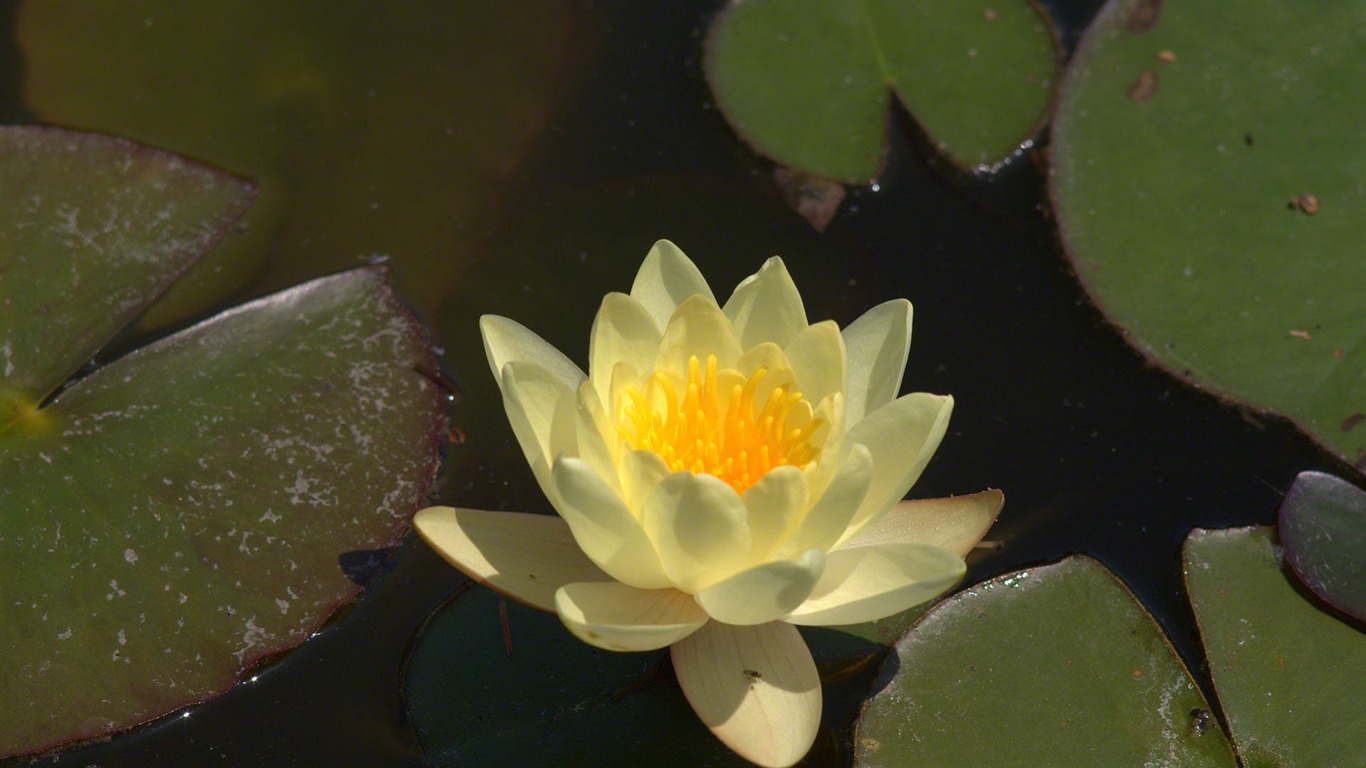 Water Lily 睡蓮 高清壁紙 #22 - 1366x768