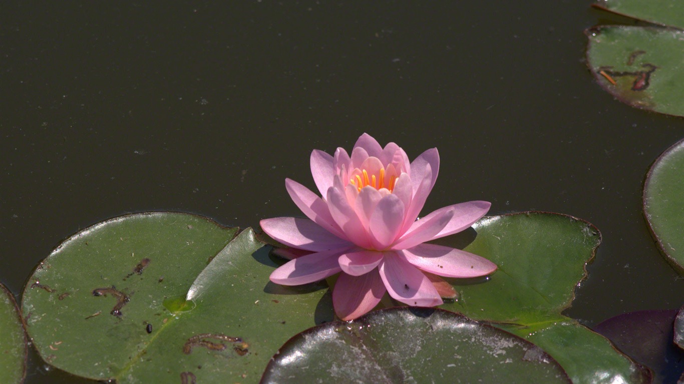Water Lily 睡蓮 高清壁紙 #23 - 1366x768