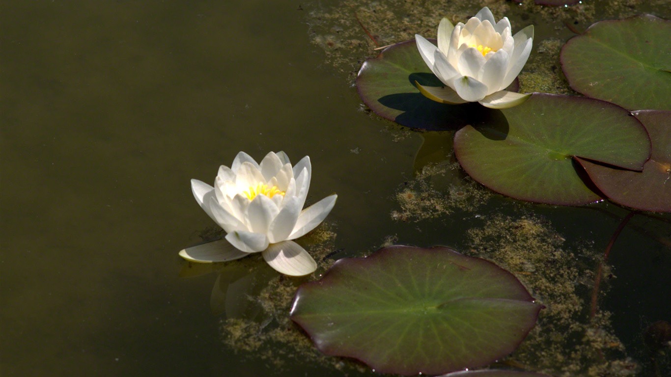Water Lily 睡蓮 高清壁紙 #24 - 1366x768
