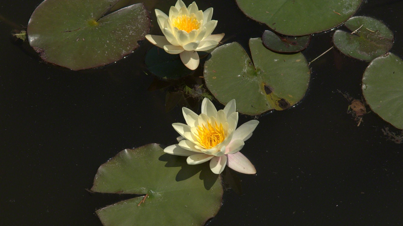 Water Lily 睡蓮 高清壁紙 #25 - 1366x768